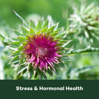 Phytomed Blog Square- stress & hormonal health